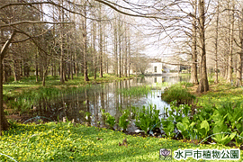 ひょうたん池（奥の建物が植物館）の画像