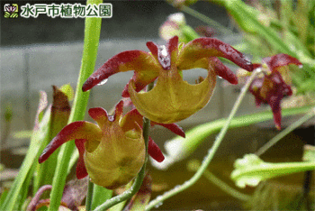 食虫植物のサラセニア（瓶子草ヘイシソウ）の画像