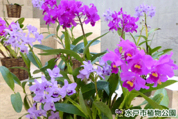 カトリアンセ・ファピンギアナ(ピンク色)グアリアンセ・ボーリンギアナ(紫色)の画像