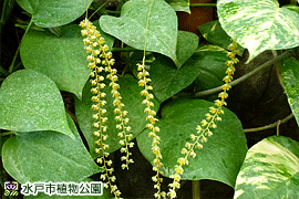 デンドロキラム・コピアナム(葉は別の植物)の画像
