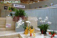水戸市植物公園蘭科協会春の洋らん展の画像1