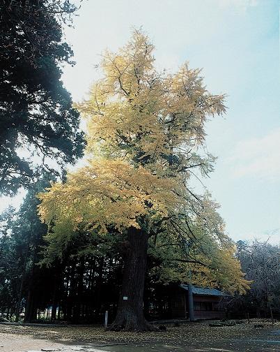 六地蔵寺のイチョウの画像