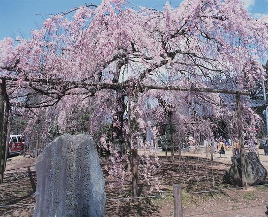 六地蔵寺のシダレザクラの画像