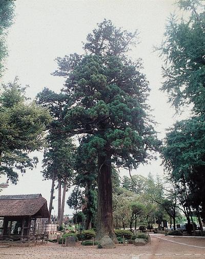 六地蔵寺のスギの画像