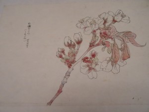 辻永「植物写生図」の画像