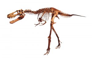 プレイベントティラノサウルス全身復元骨格組立て見学会の画像