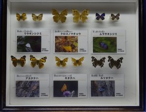 千波湖周辺で見られる秋のチョウの画像