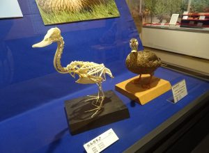 骨格標本と剥製標本を見比べる展示の画像