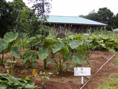 野菜やハーブの画像