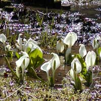 ミズバショウ(植栽)の画像