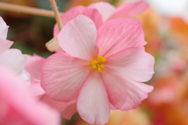 ベゴニアの花の画像2