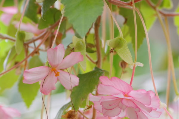 ベゴニアの花の画像3