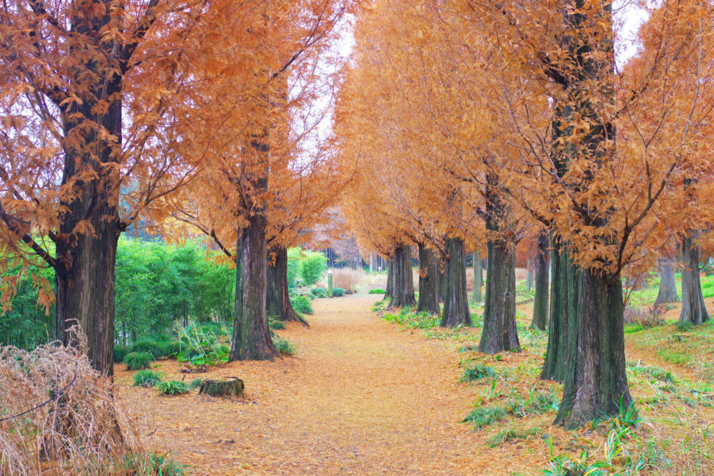 メタセコイアの紅葉の画像