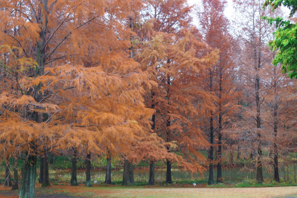 ラクウショウも場所によってはまだ紅葉がみられますの画像