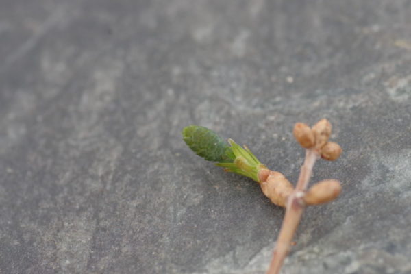 コレがメタセコイアの雌花！の画像