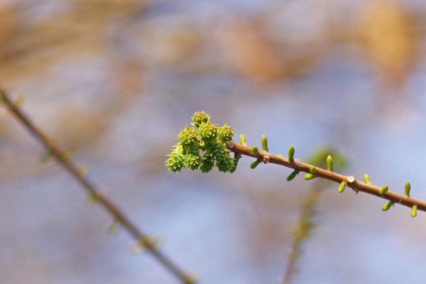 これがラクウショウの雌花だ！の画像