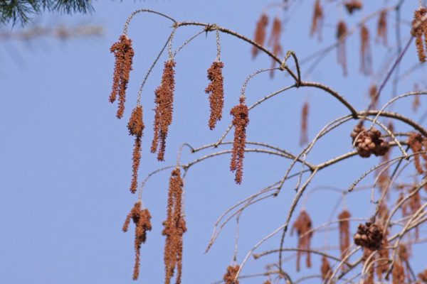 ラクウショウの雄花の画像