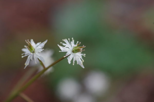 オウレンの花の画像2