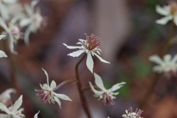 オウレンの花の画像3