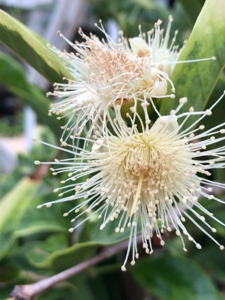Syzygium samarangenseレンブの花の画像