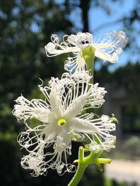 ヘビウリ花の画像