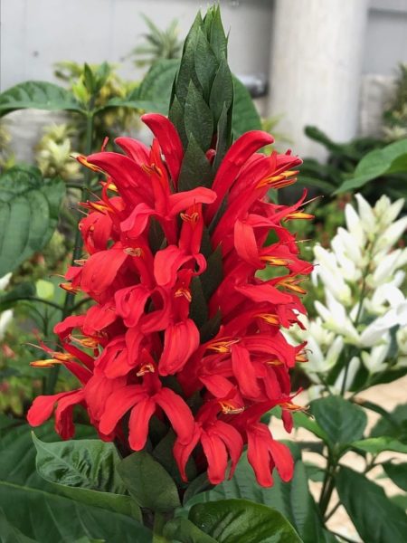 ベニサンゴバナ（紅珊瑚花）の画像