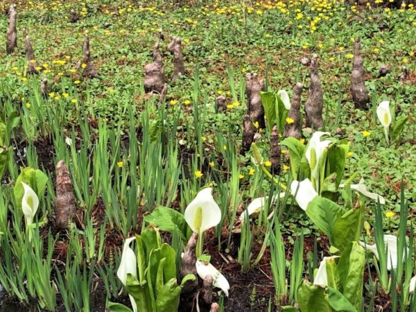 ミズバショウの画像