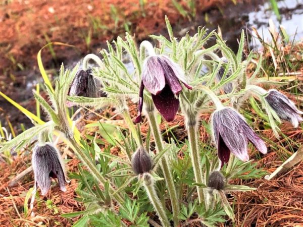 オキナグサ（翁草）の画像