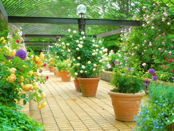 水戸市植物公園の画像