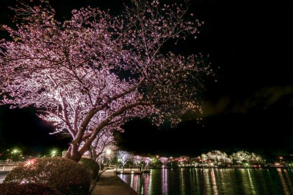 桜のライトアップの画像