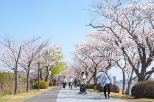 千波湖 桜の時期の写真