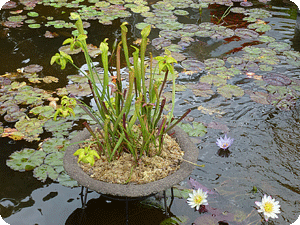 サラセニア（食虫植物）と熱帯スイレンの画像