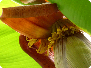 開花中のバナナの近くに上れる段があります。の画像