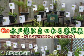 秋の水戸藩にまつわる薬草展の画像
