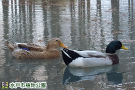 いつもなかよしカモ夫婦の画像