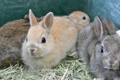 ふれあい牧場のうさぎ