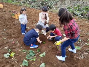 10月16日　芋掘り２