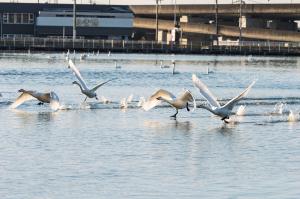 大塚池公園の白鳥