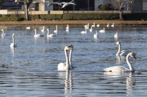 大塚池公園の白鳥