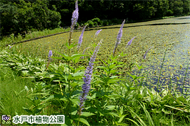 クガイソウの画像