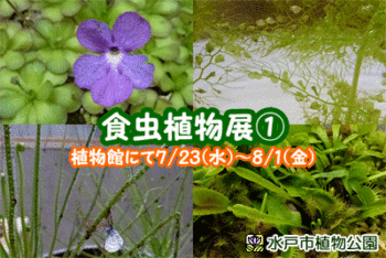 食虫植物展の画像