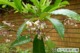 マンリョウの画像