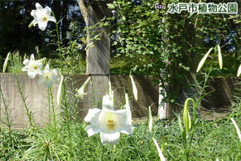 タカサゴユリやシンテッポウユリの画像