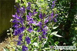 サワギキョウの園芸種の画像