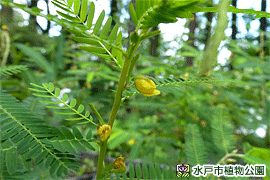 カワラケツメイの画像