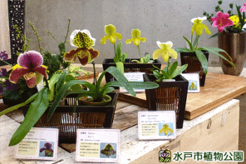 水戸徳川家の蘭の画像