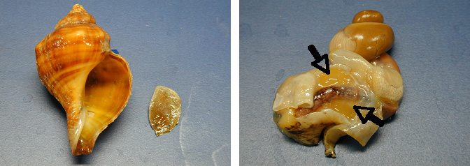 ヒメエゾボラの貝殻とむき身（矢印は唾液腺）
