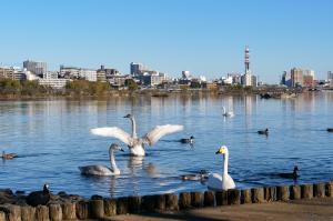 千波湖の白鳥