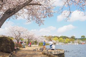 桜が満開の千波湖