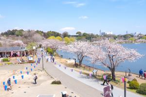 千波湖で開催する「水戸の桜まつり」